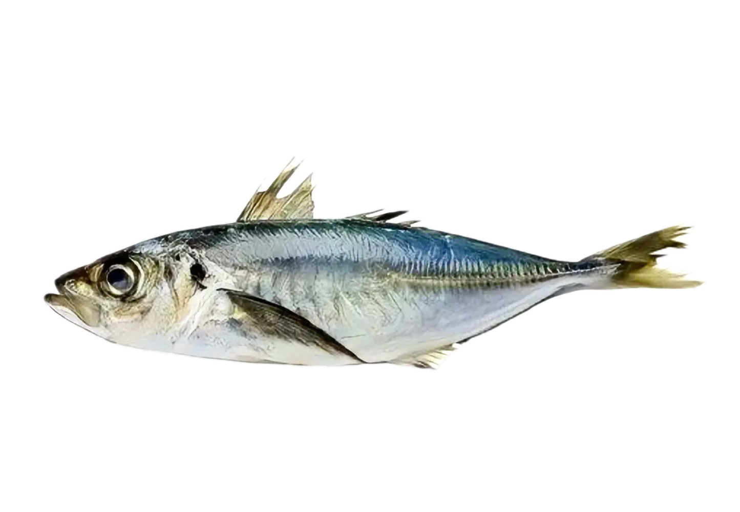 Frozen Horse Mackerel (Kote)