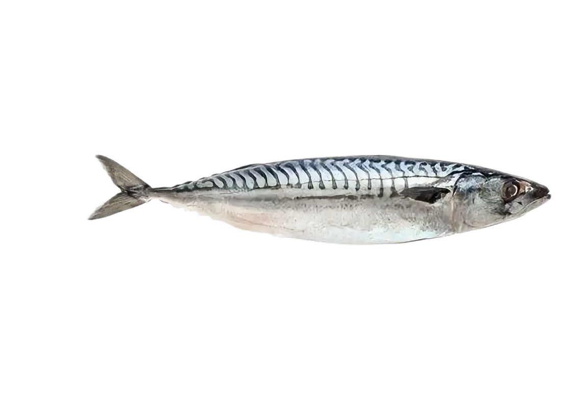 Frozen Whole Mackerel Fish (Titus / Alaran)