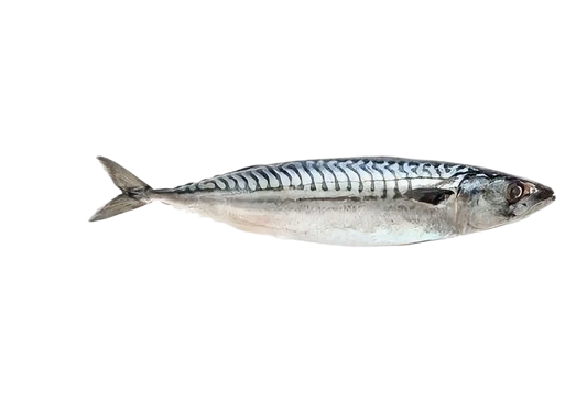 Frozen Whole Mackerel Fish (Titus / Alaran)