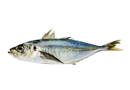 Frozen Horse Mackerel (Kote)